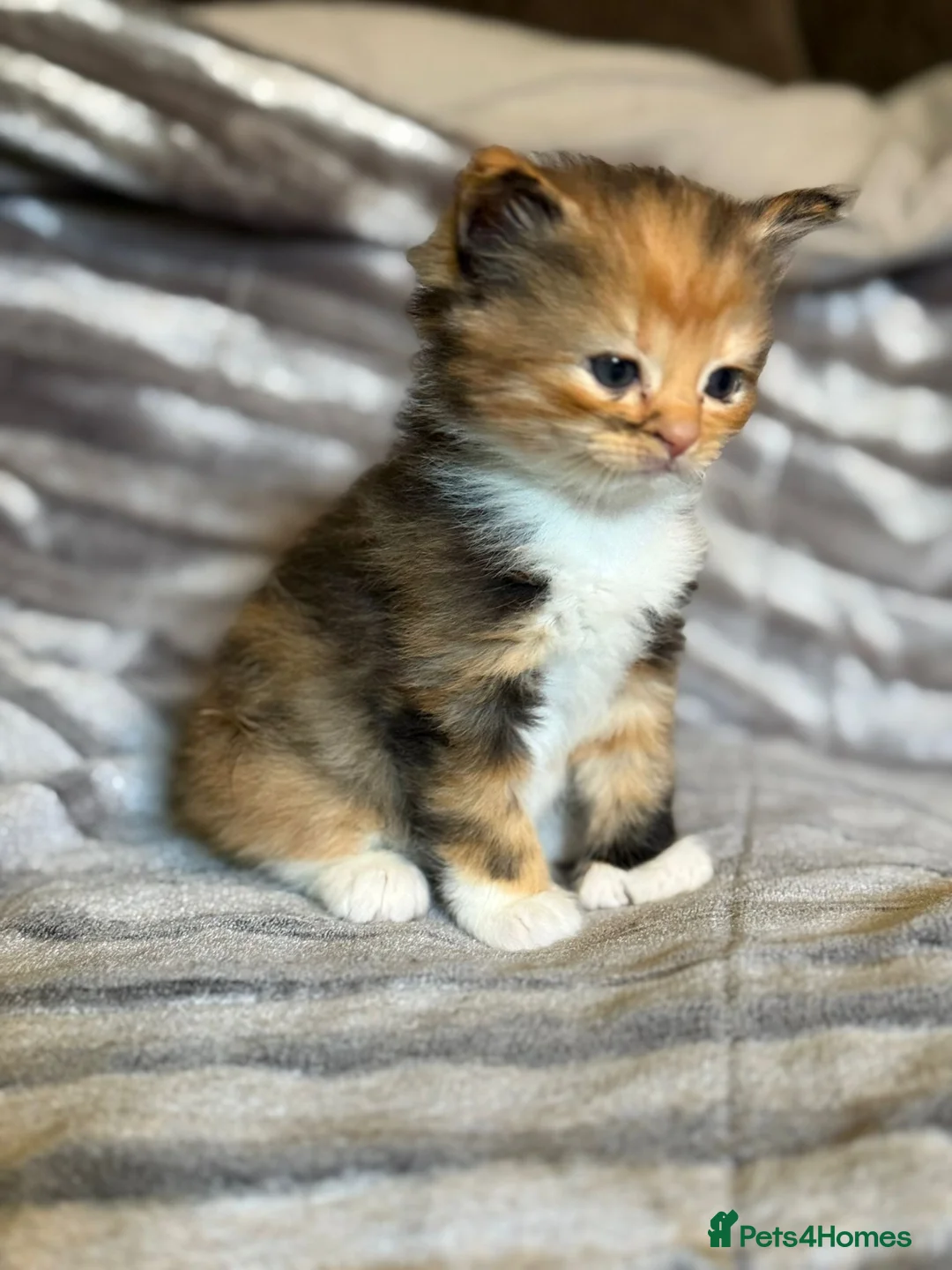 Maine Coon cats for sale: Maine×ragdoll - Advert 2