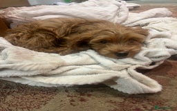 Cockapoo dogs for sale: Gorgeous F2 cockapoo  - Image 2