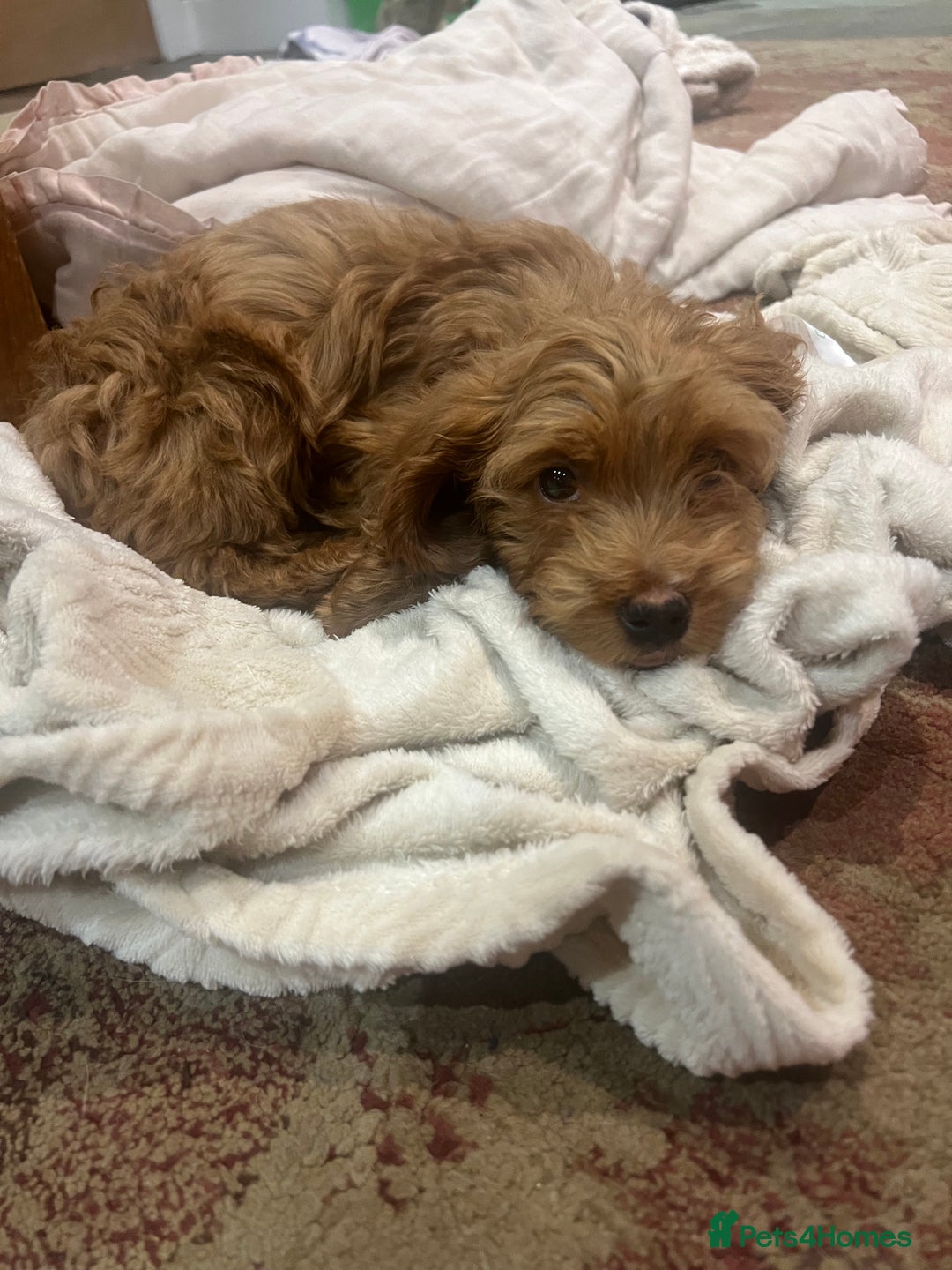 Cockapoo dogs for sale: Gorgeous F2 cockapoo  - Image 2