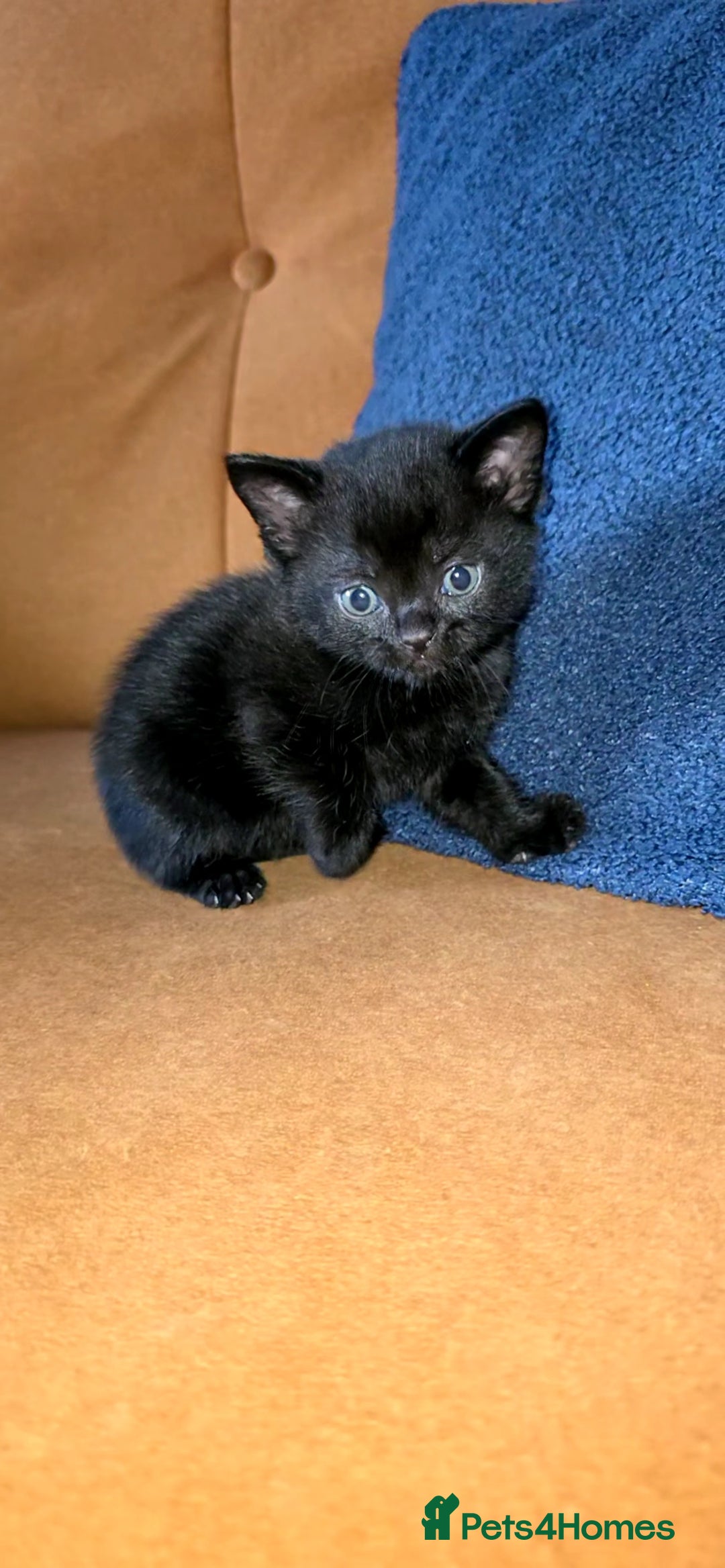 British Shorthair cats for sale: British shorthair x - Image 11