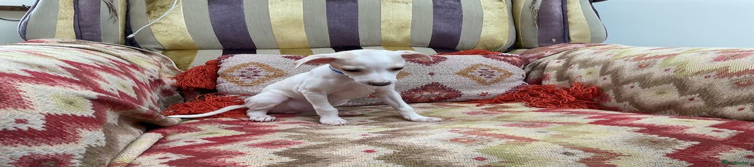 Italian Greyhound Puppy 2
