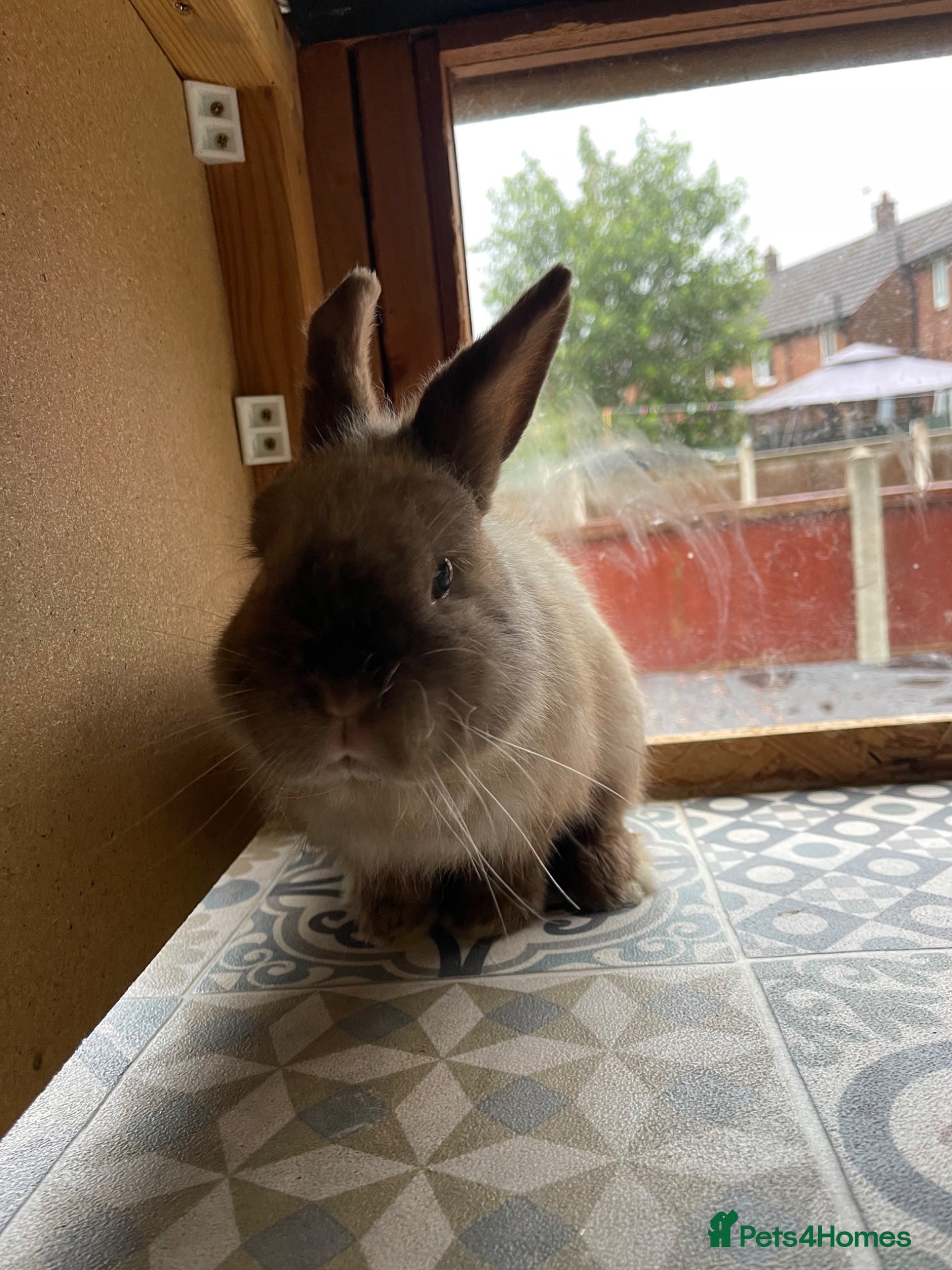 Netherland Dwarf rabbits for sale: ⭐️ CARAMEL Looking for new home ⭐️ - Advert 1