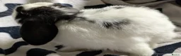 Mini Lop rabbits for sale: Gorgeous black and white mini lop buck. - Advert 3