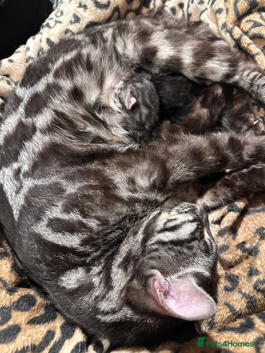 Bengal cats for sale: Silver, brown & charcoal boys - born 27.01.26 - Advert 2
