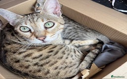 Savannah cats for sale: Glorious Savannah Babies - 1 Boy left - Image 19