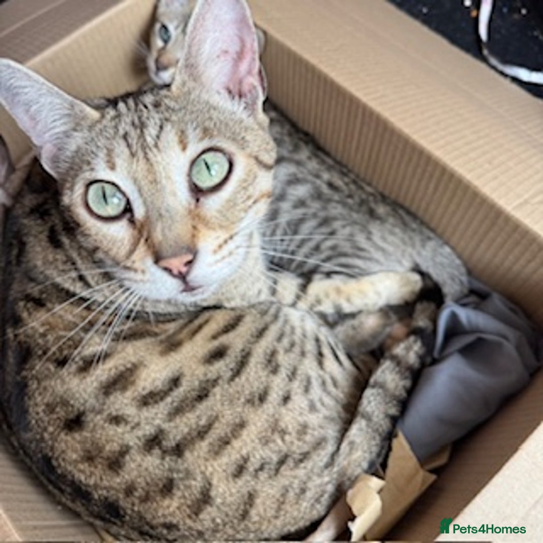Savannah cats for sale: Glorious Savannah Babies - 1 Boy left - Image 19