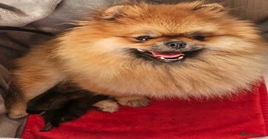 Pomeranian dogs - Advert 3