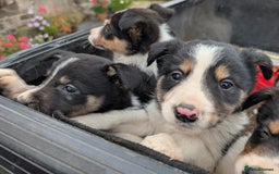 Border Collie dogs for sale: Cracking Working Collie Puppies For Sale  - Image 5