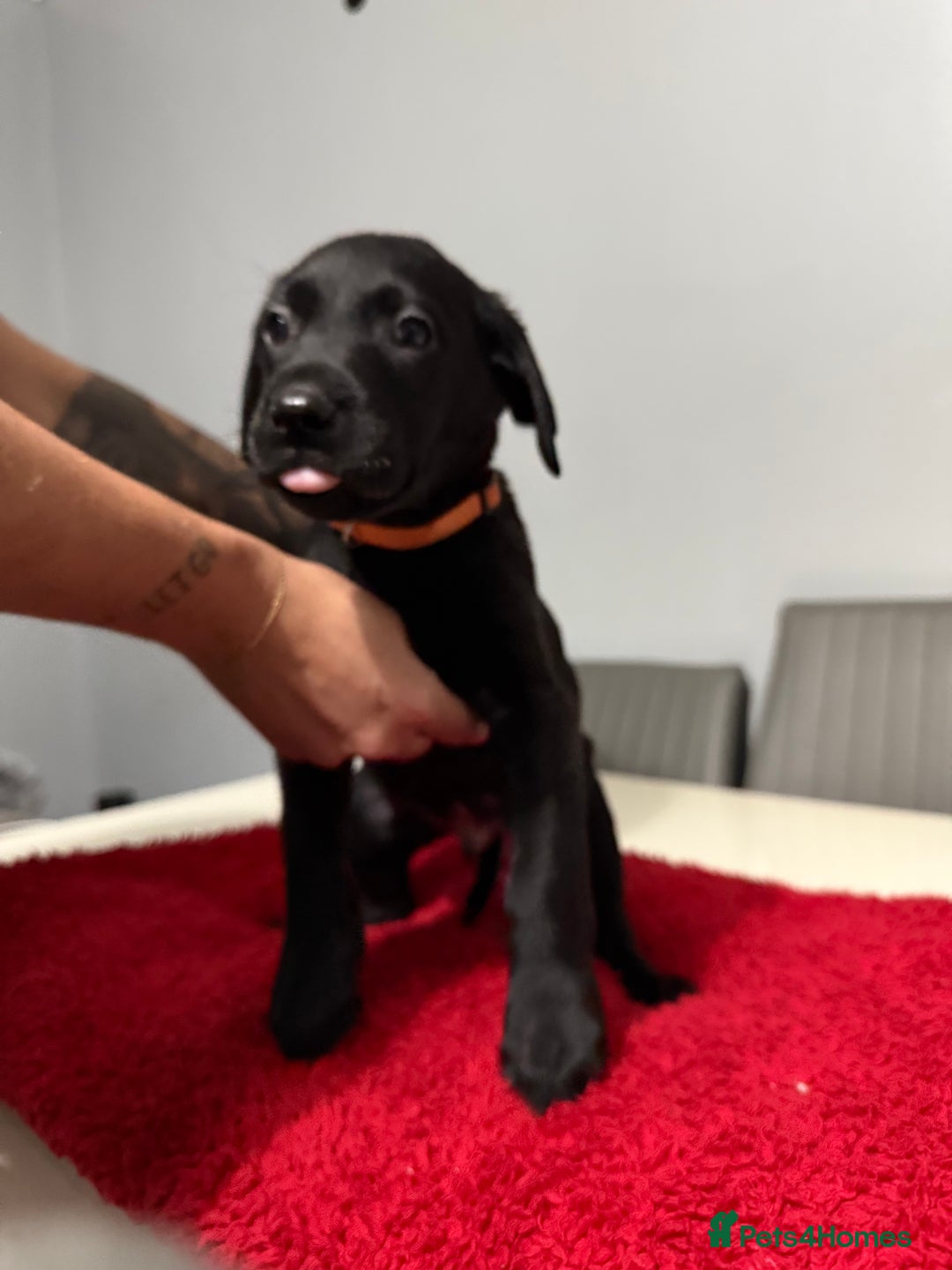 Labrador Retriever dogs for sale: LAST 3 LABRADOR PUPPIES AVAILABLE — READY NOW! - Advert 13