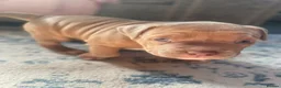 American Bully dogs for sale: Pocket bully puppies in Coventry - Advert 5