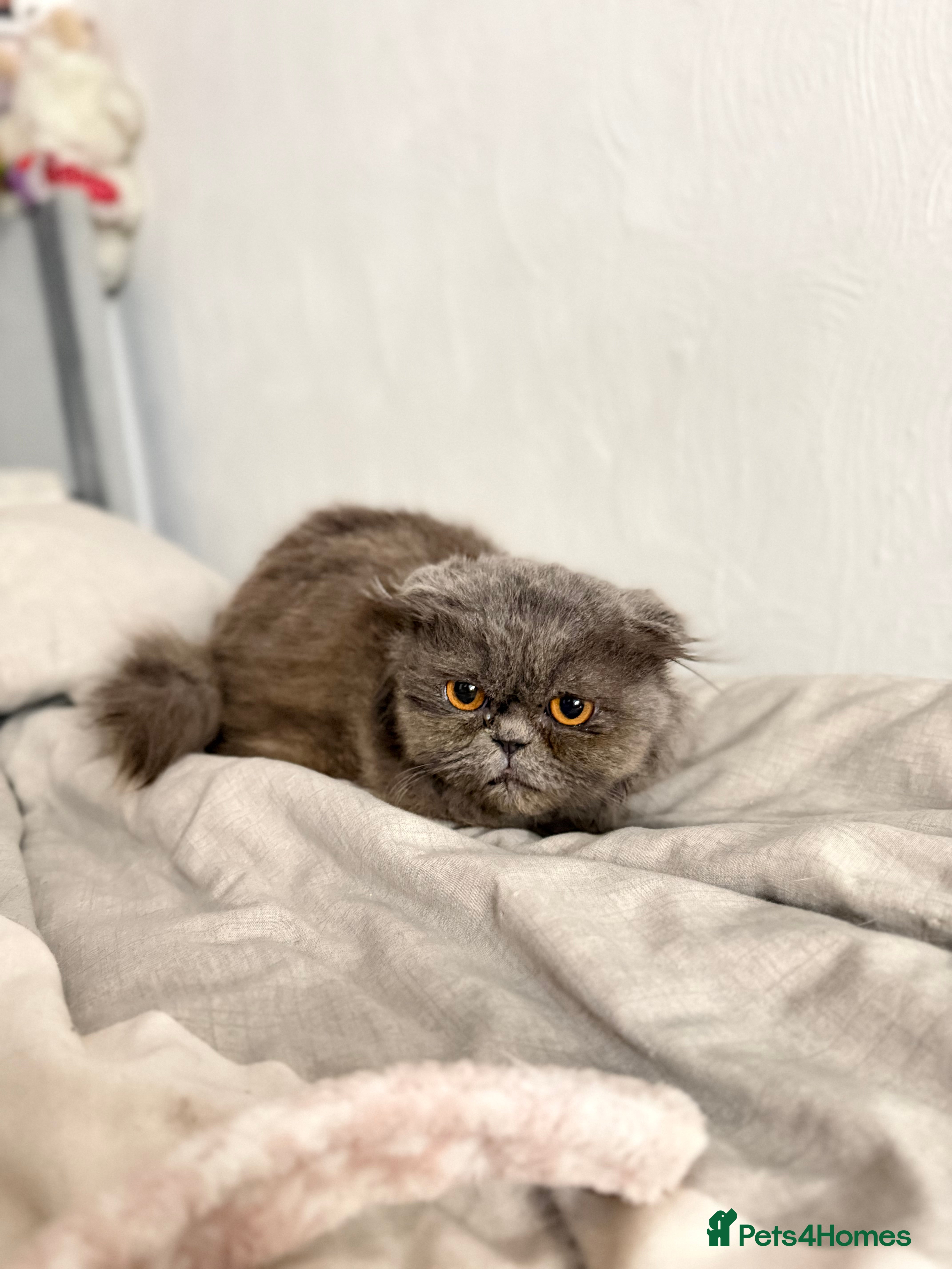 Mixed Breed cats Beautiful grey girl in need of a new home. - Advert 13