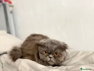 Mixed Breed cats Beautiful grey girl in need of a new home. - Advert 13