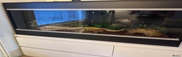 Python Snake reptiles for sale: Ball Python with full set up - Advert 5