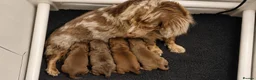 Miniature Dachshund dogs for sale: Beautiful Miniature Long-Haired Dachshund Puppies. in Bridgwater - Advert 2