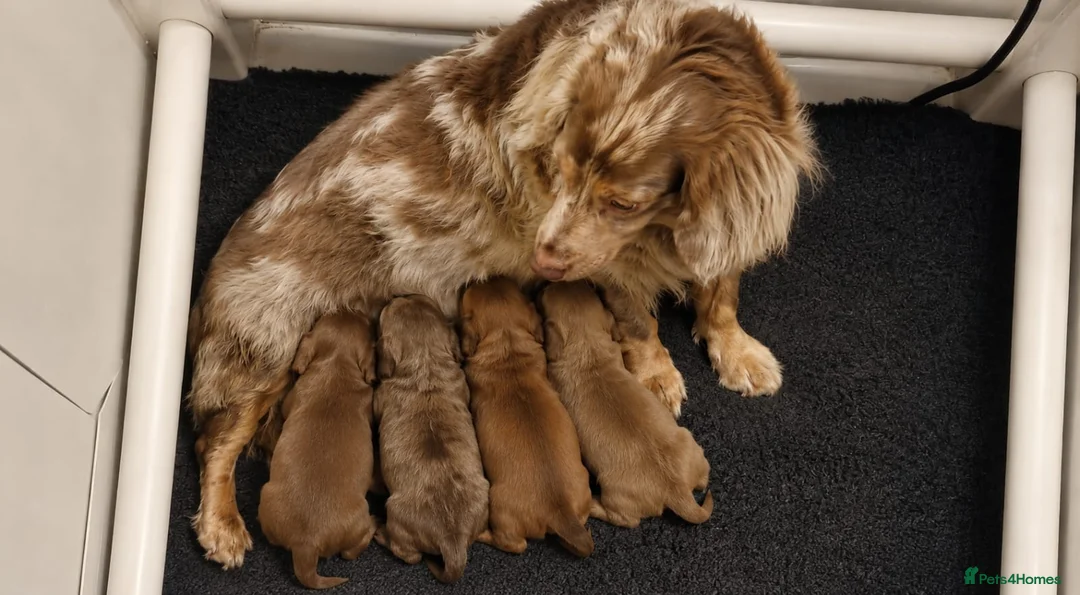 Miniature Dachshund dogs for sale: Beautiful Miniature Long-Haired Dachshund Puppies. in Bridgwater - Advert 2