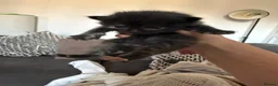 Mixed Breed cats for sale: Kittens for sale  - Advert 14
