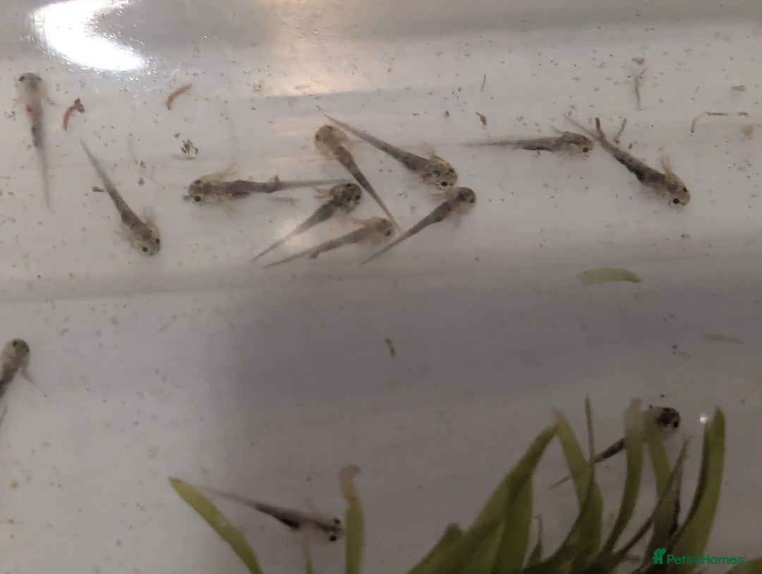 Axolotl reptiles for sale: Baby axoltis  - Advert 5