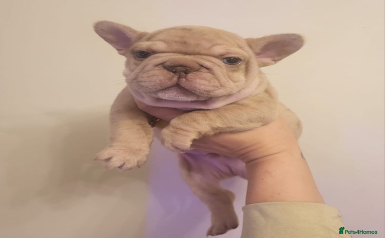 French Bulldog dogs for sale - Advert 2