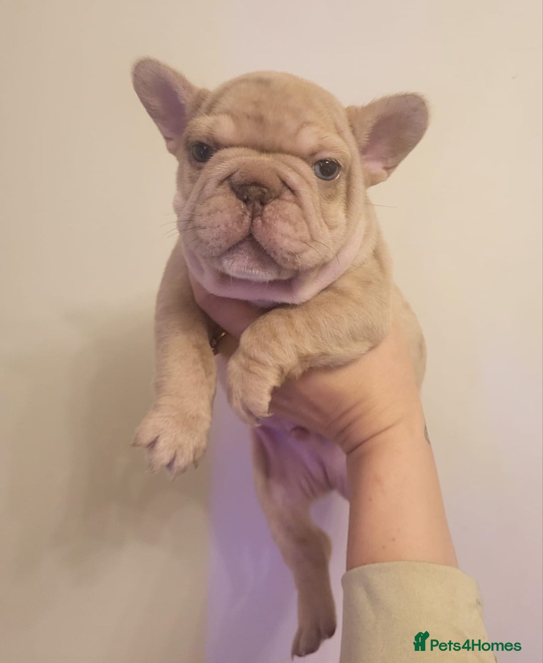 French Bulldog dogs for sale: stunning pups ready to leave  - Image 1
