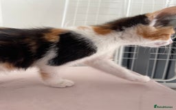 British Longhair cats for sale: 5 ADORABLE FLUFFY BRITISH LONG HAIR KITTENS - Image 9