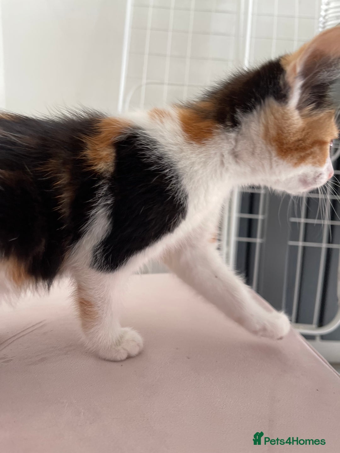 British Longhair cats for sale: 5 ADORABLE FLUFFY BRITISH LONG HAIR KITTENS - Image 9