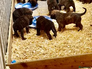 Mixed Breed dogs Malinois x presa canario - Advert 6