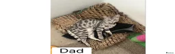 Bengal cats for sale: REDUCED Two Bengals READY for their forever homes  - Advert 8