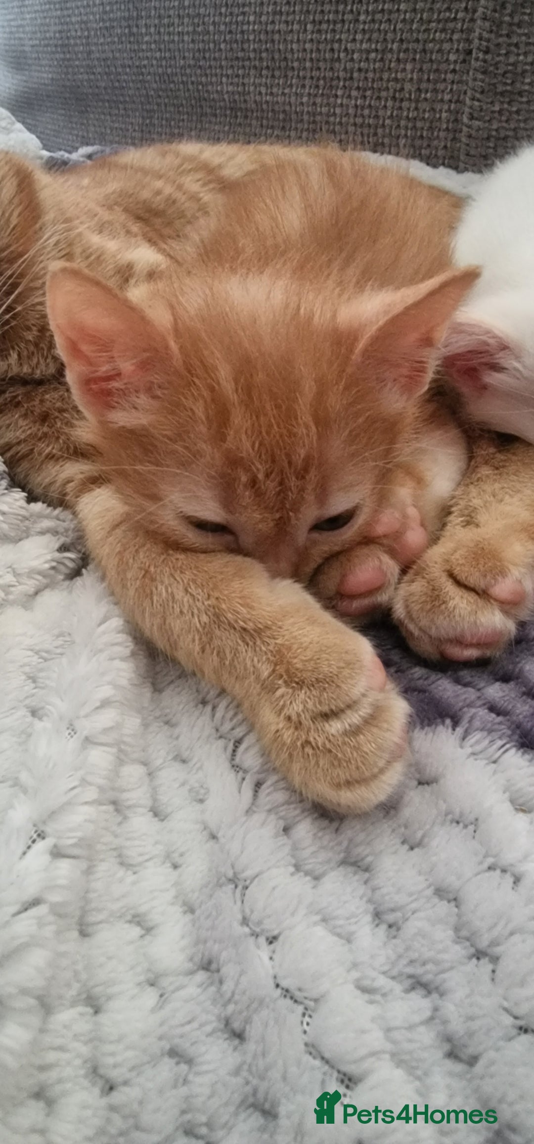Mixed Breed cats for sale: Only one beautiful kitten remaining! - Image 5