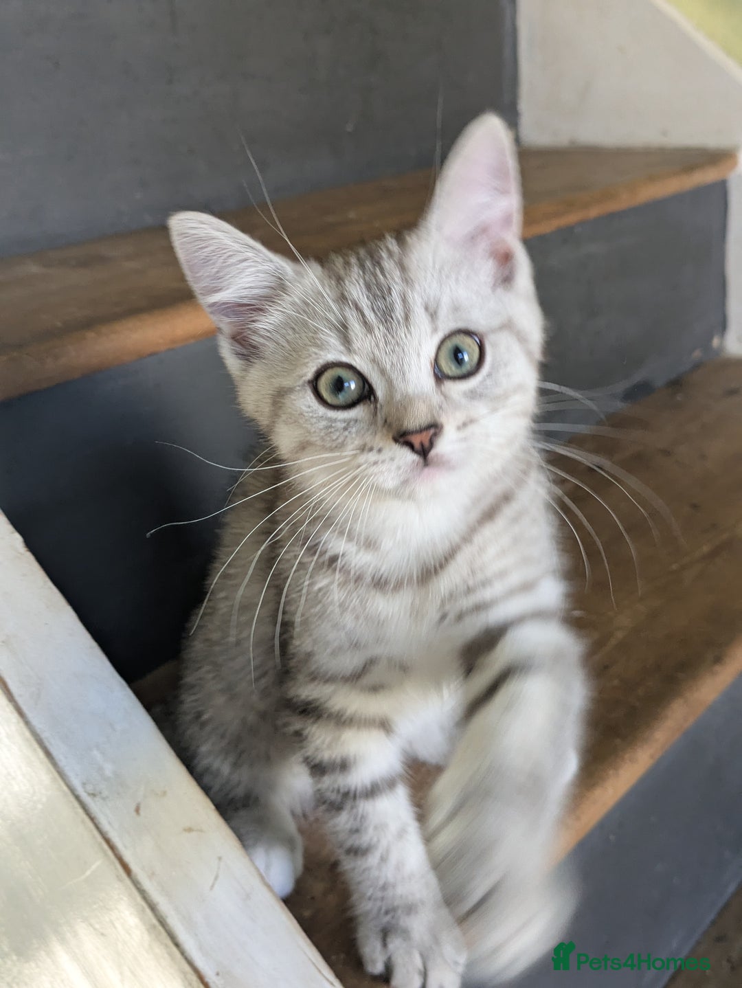 Mixed Breed cats for sale: 2 British Shorthair cross Ragdoll Boys Available  - Image 22