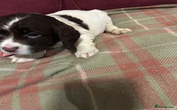 English Springer Spaniel dogs for sale: Stunning English springer spaniel  - Image 4