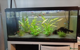 Other/Mixed Breed fish for sale: Fish tank fish and accessories - Image 2