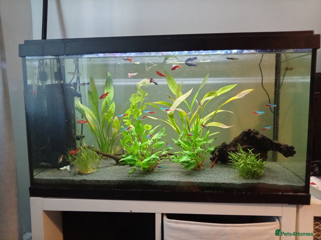 Other/Mixed Breed fish for sale: Fish tank fish and accessories - Image 2