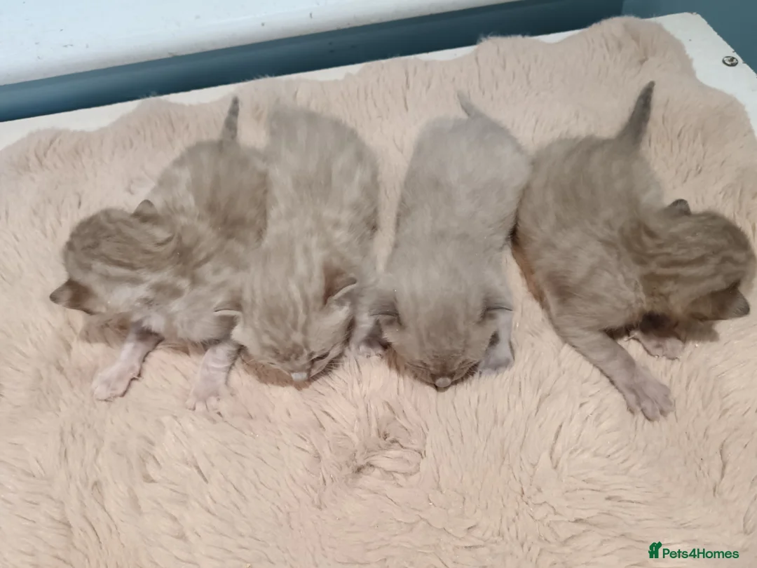 Bengal cats for sale: Tica RG pure bengals - Advert 11