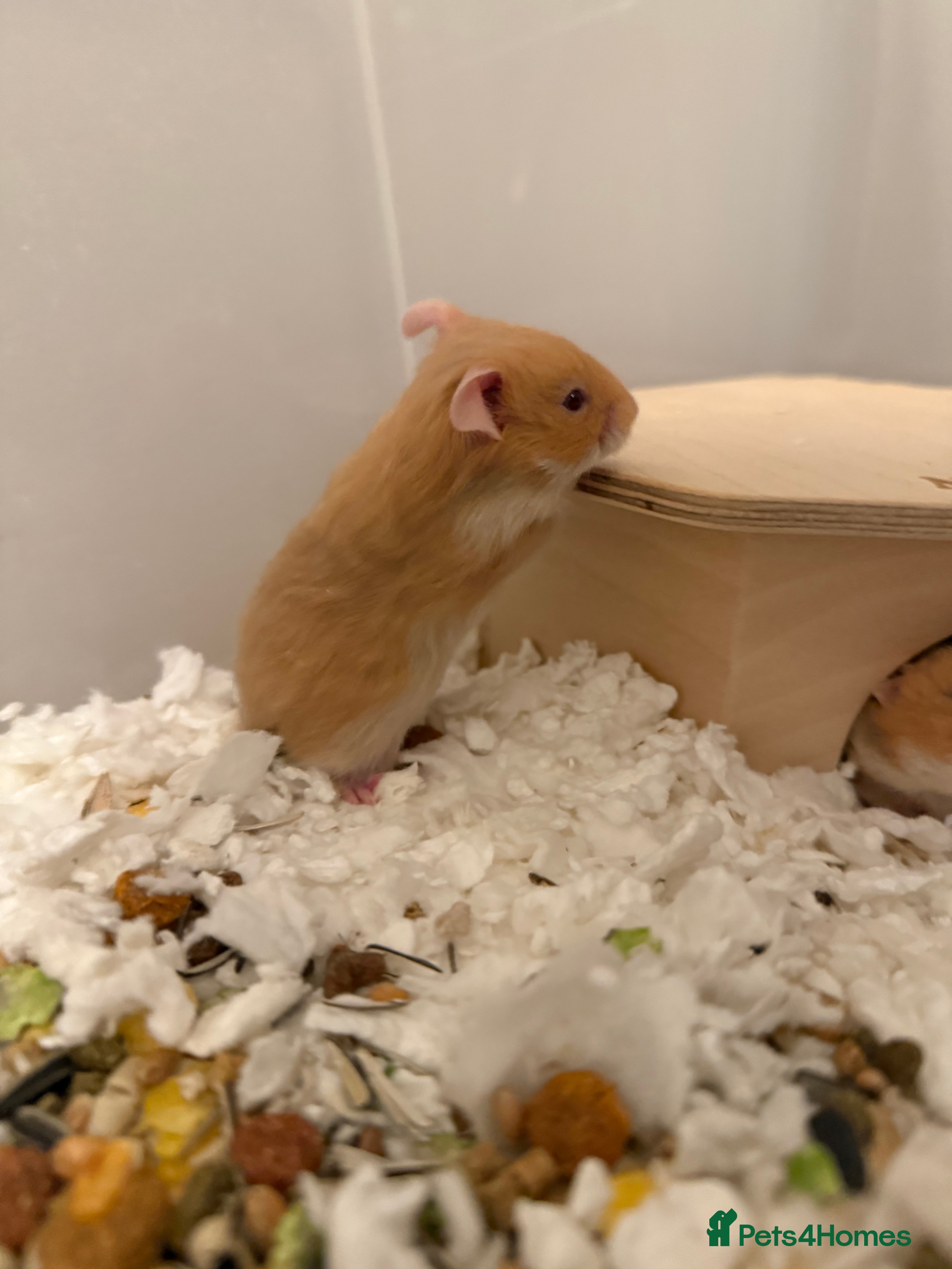 Hamster rodents Adorable Pedigree Syrian Hamster Pups  - Advert 4