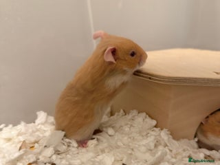 Hamster rodents Adorable Pedigree Syrian Hamster Pups - Advert 4