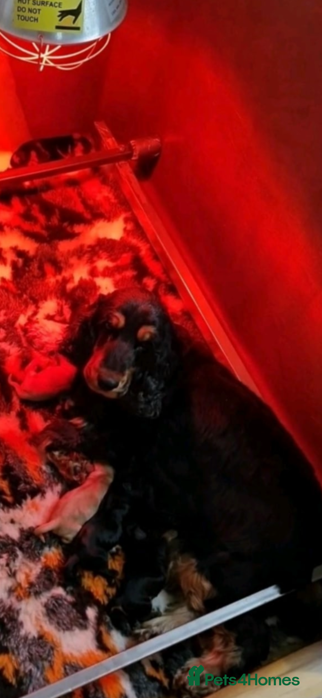 Cocker Spaniel dogs for sale: KC reg show cocker spaniel puppies in Wisbech - Image 11