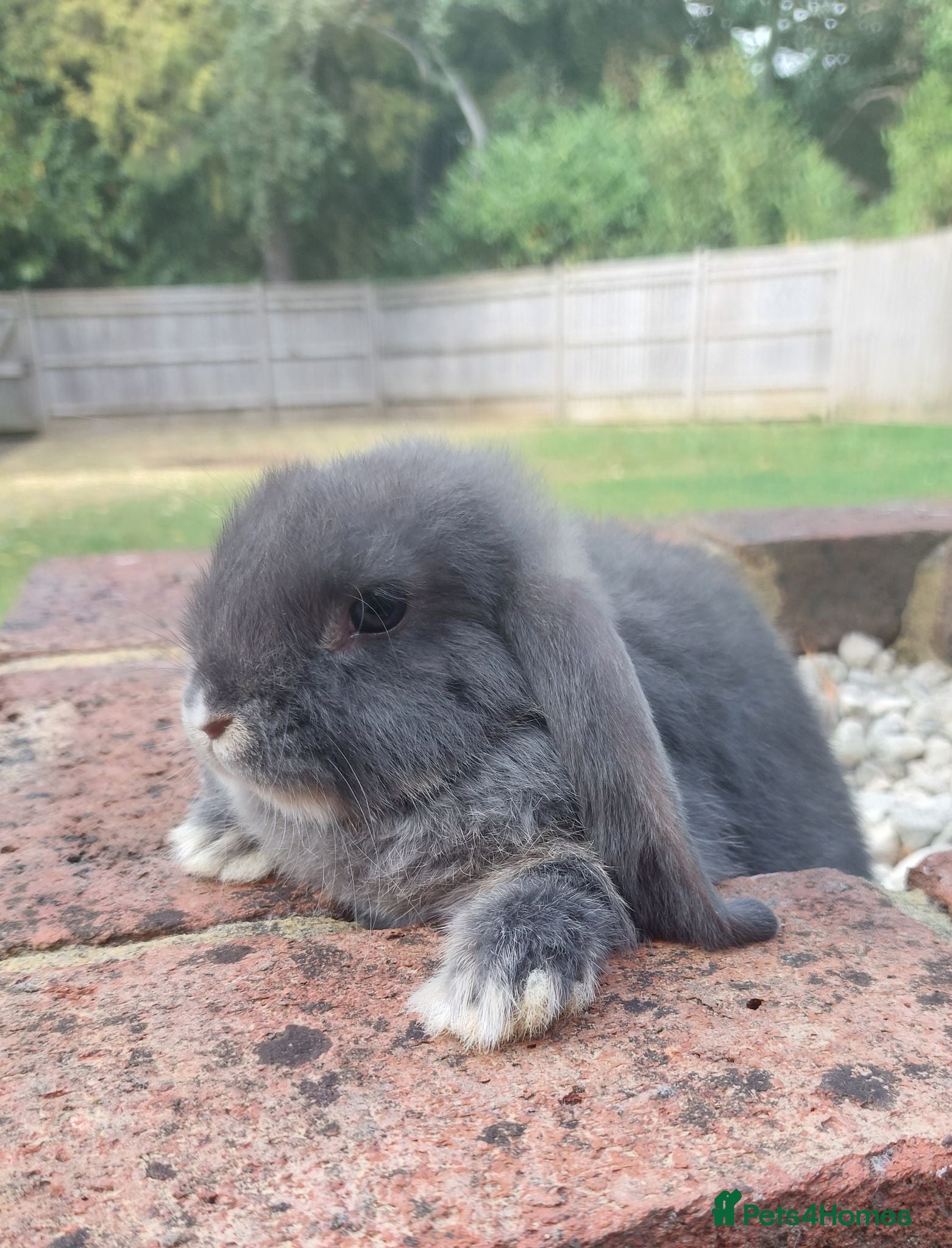 Mini Lop rabbits Baby Mini Lop Rabbits  - Advert 1