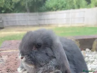 Mini Lop rabbits Baby Mini Lop Rabbits - Advert 1