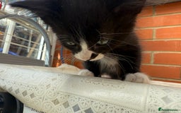 Korat cats for sale: KITTENS FOR FREE!!! NEED GONE ASAP! - Image 9