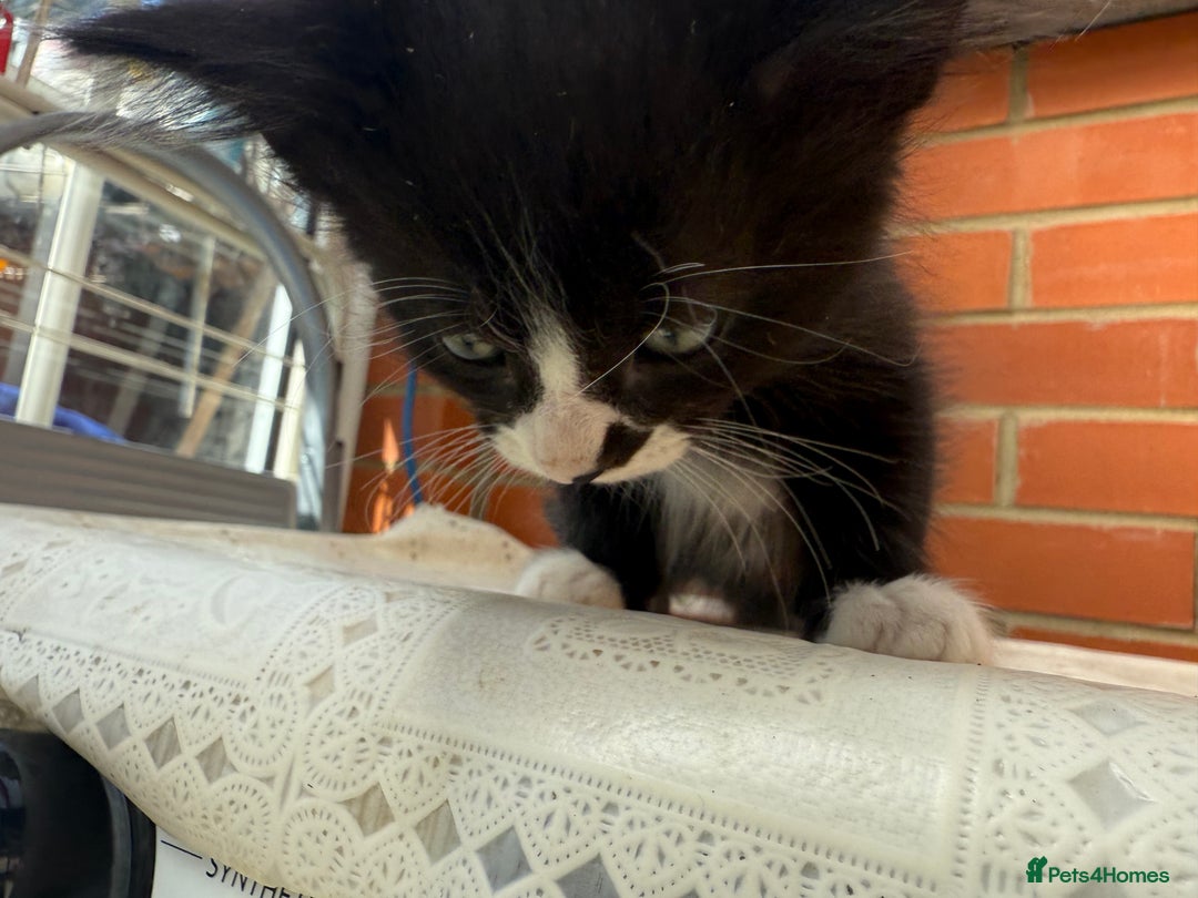 Korat cats for sale: KITTENS FOR FREE!!! NEED GONE ASAP! - Image 9