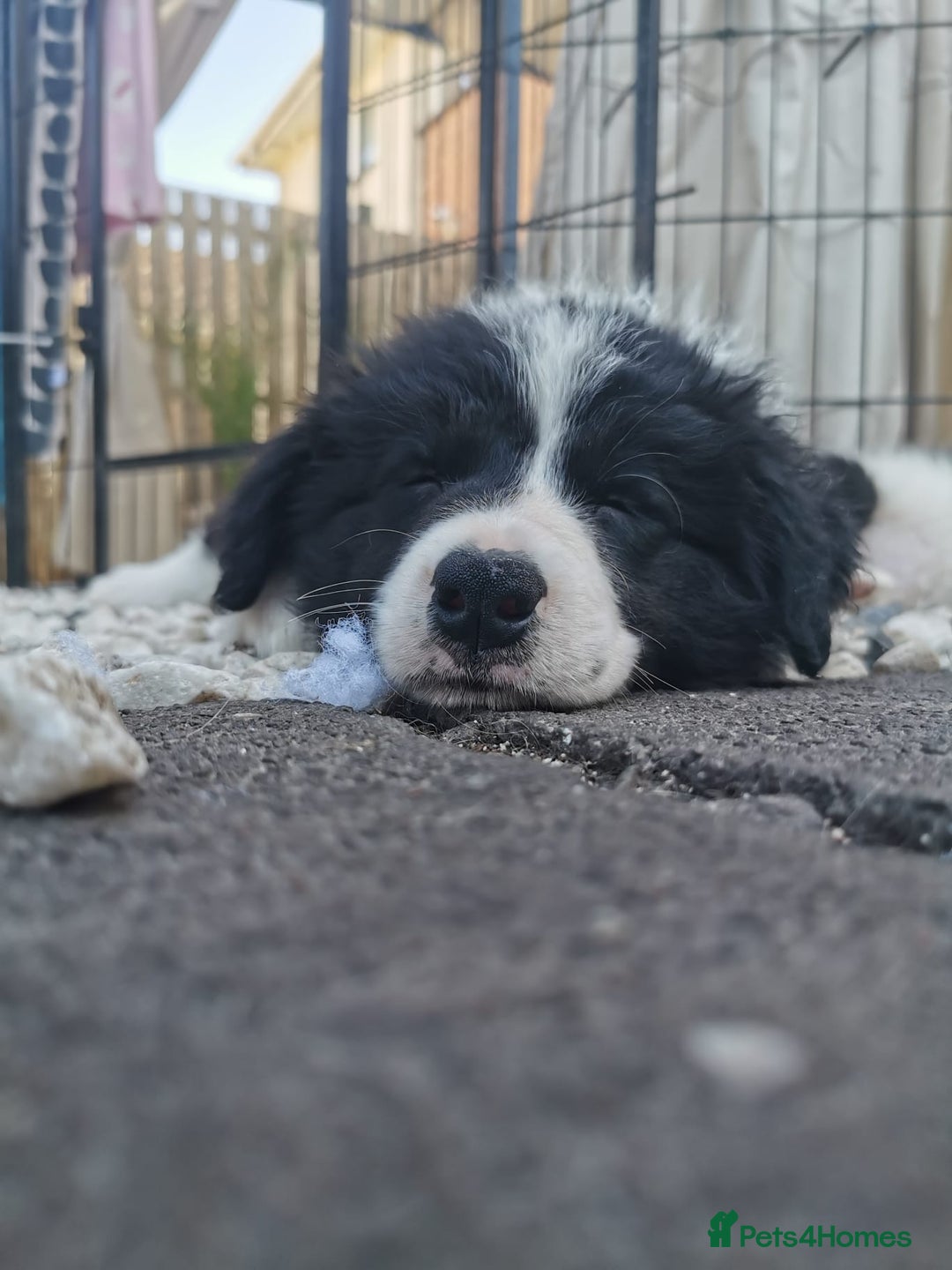 Border Collie dogs for sale: Dylan /Dill - ONLY 4 LEFT International Champion blood line - Image 13