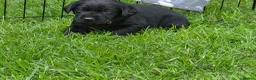 Labrador Retriever dogs for sale: Black and yellow labrador puppies - Advert 17