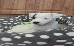 Parson Russell dogs for sale: Top Drawer PRT Puppies - Image 13