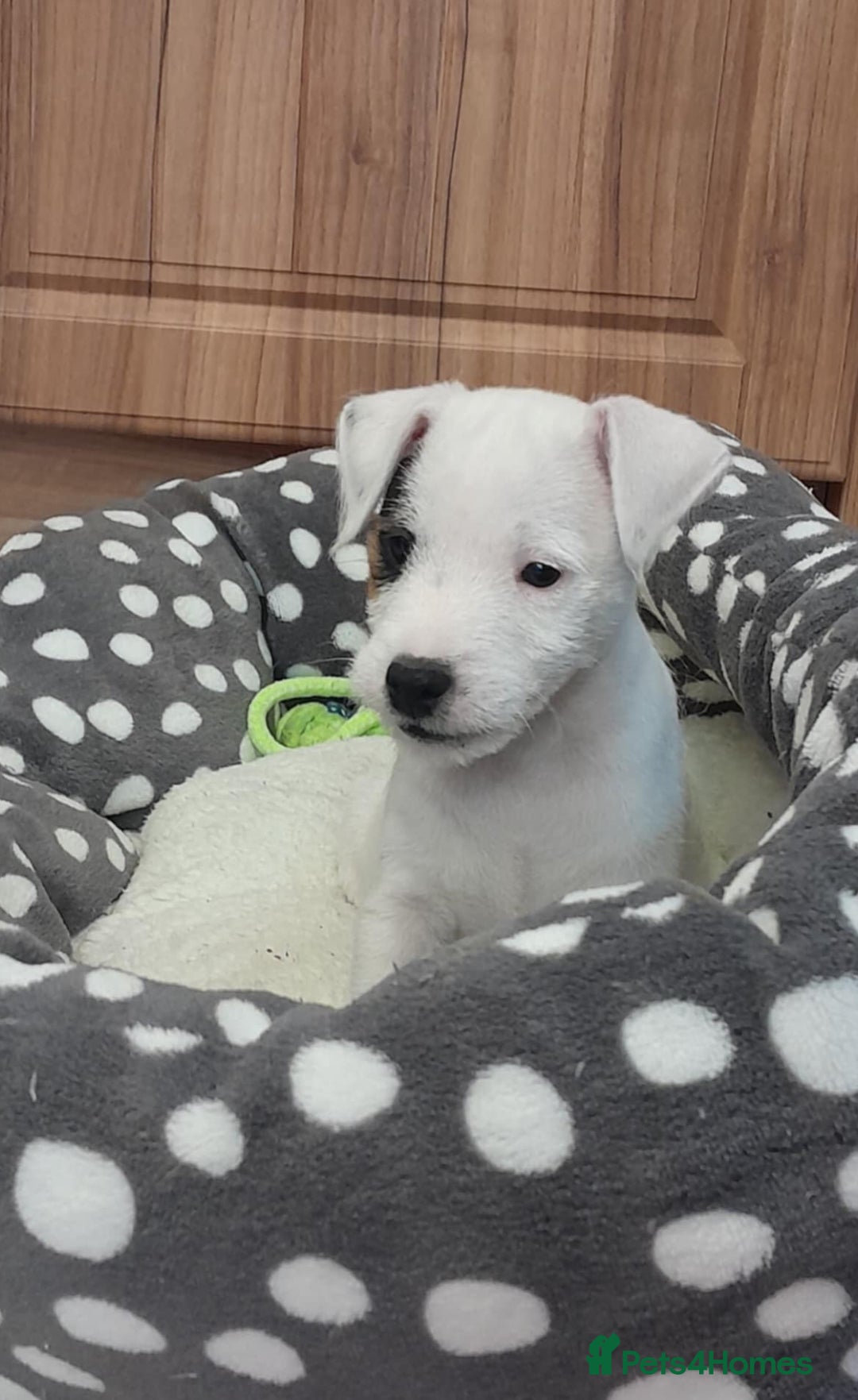 Parson Russell dogs for sale: Top Drawer PRT Puppies - Image 13