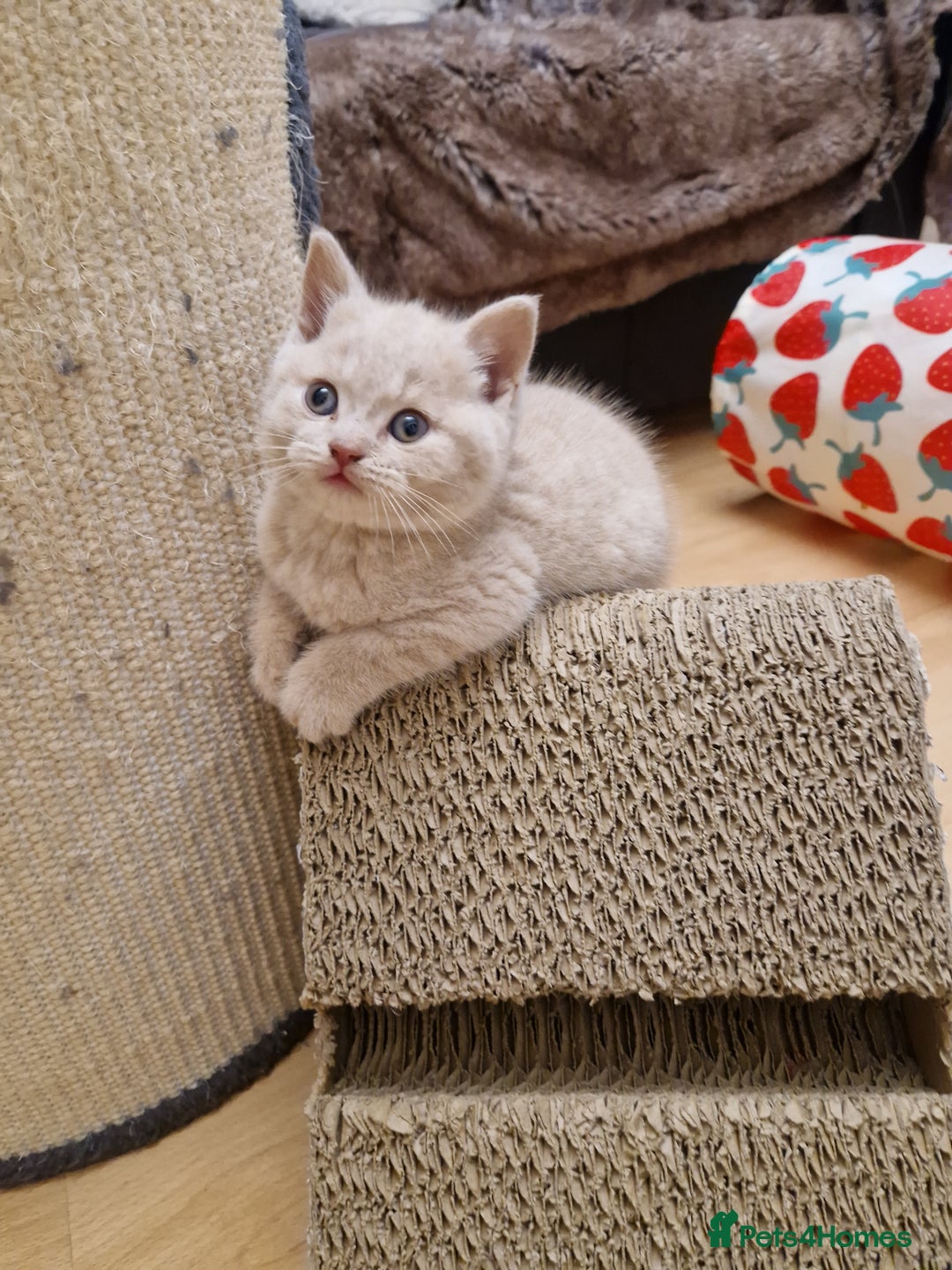 British Shorthair cats for sale: British Shorthair Kittens  - Image 11