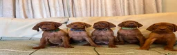 Hungarian Vizsla dogs for sale: KC Vizsla Pups  - Advert 2