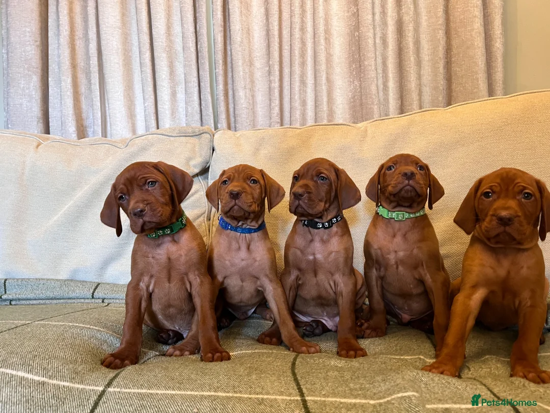 Hungarian Vizsla dogs for sale: KC Vizsla Pups  - Advert 2