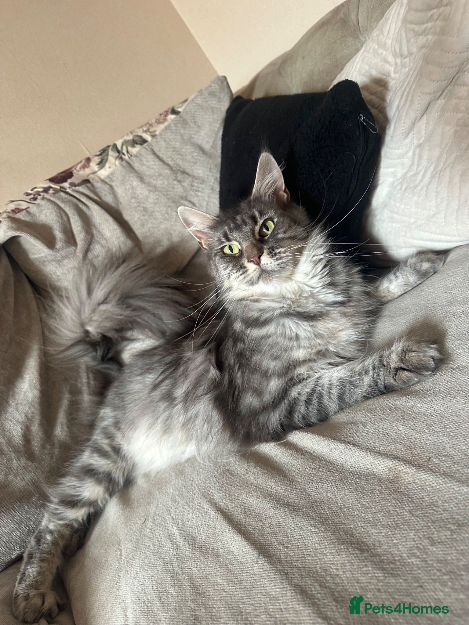 Maine Coon cats Active Maine coon female  - Advert 8