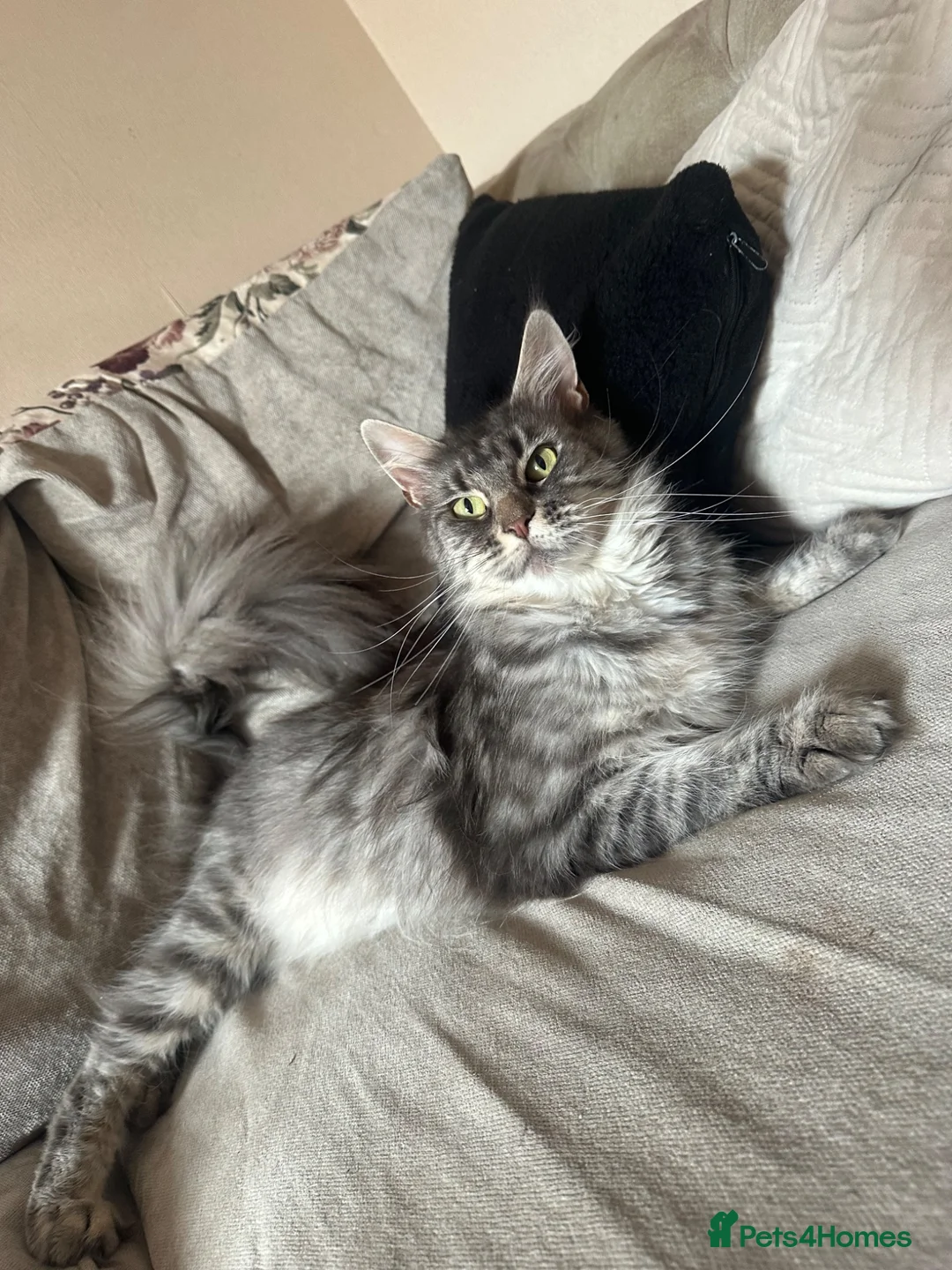 Maine Coon cats for sale: Active Maine coon female  - Advert 2