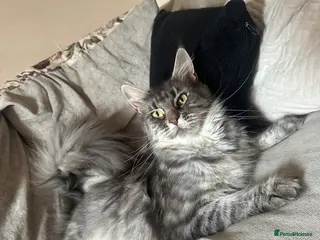 Maine Coon cats Active Maine coon female - Advert 8